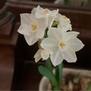 Meet your Posher, Hassie